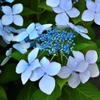 愕紫陽花