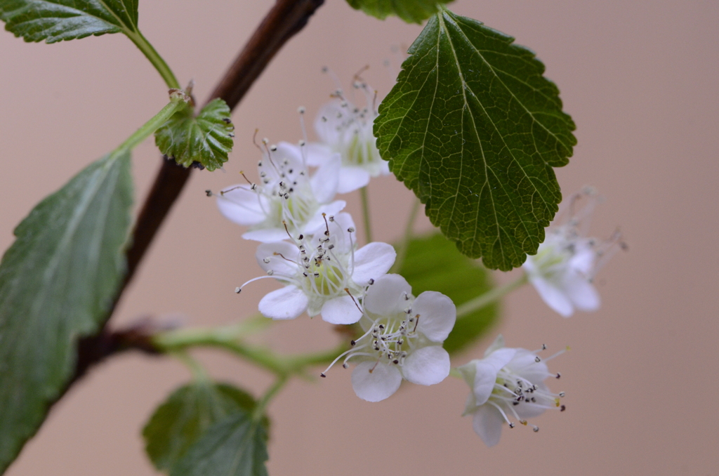 白い小さな花に大きな葉