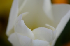 花の白
