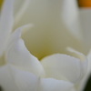 花の白