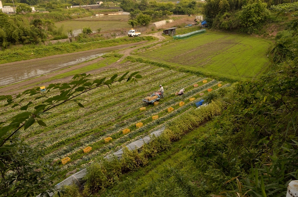 生きる野菜