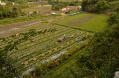 生きる野菜