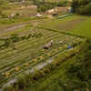 生きる野菜