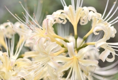 白い曼珠沙華