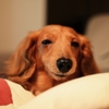 眠たくて眠たくて… 