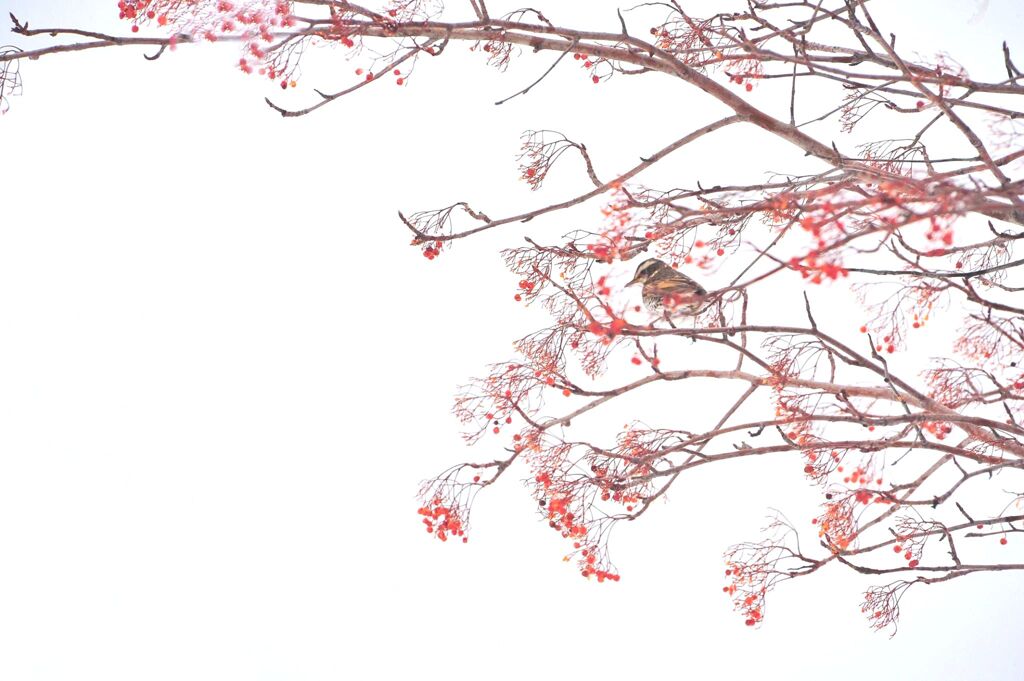 紅の哲学