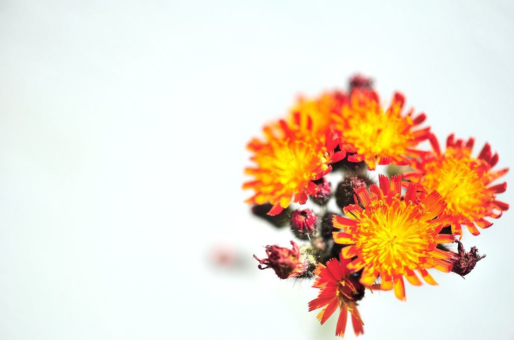 紅輪蒲公英Hieracium aurantiacum