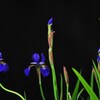 Memory of may - 5月の記憶 -