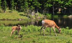 Wild parent and child