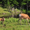 Wild parent and child