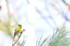 Yellow Happy　：　マヒワ