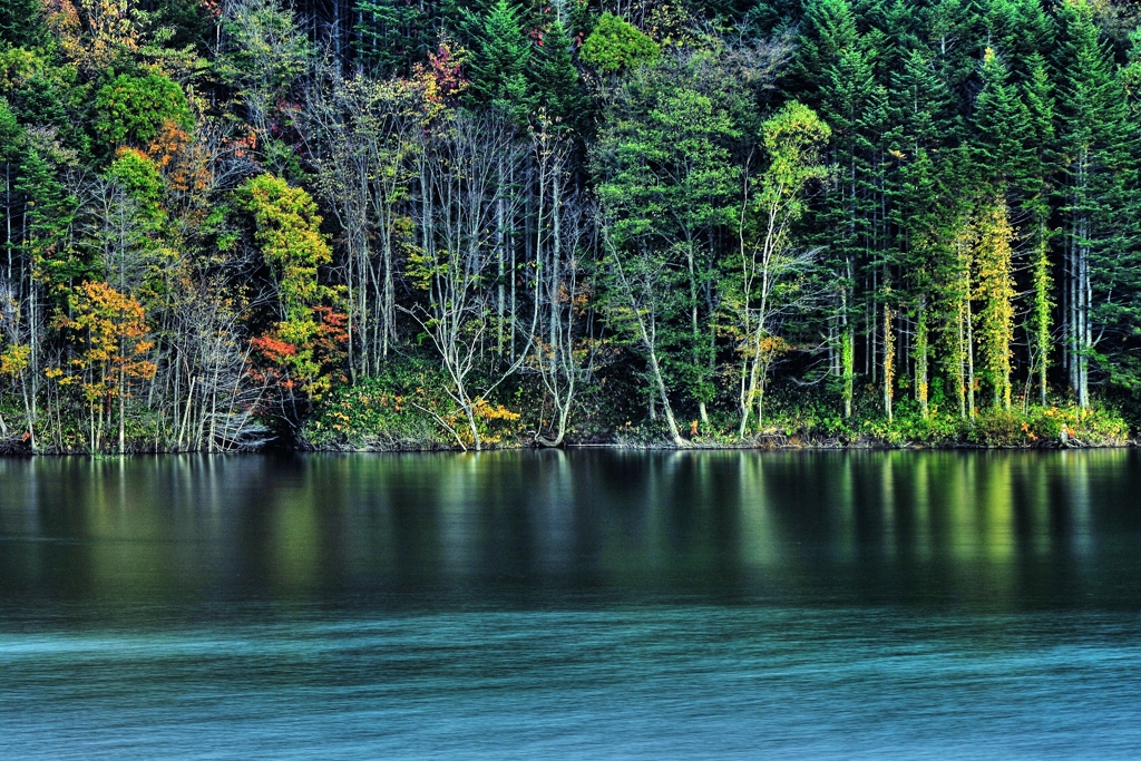 Forest of owl lake