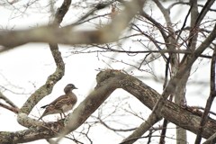 鴨も煽てりゃ木に登る　３