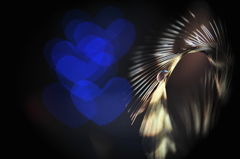 The heart that is blue on a feather﻿