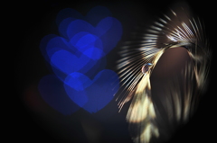 The heart that is blue on a feather﻿