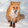 お２階さんはアライグマ、夜毎の訪問はキタキツネ、時々エゾシカ