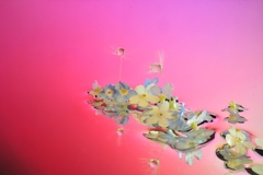 雛妓の露