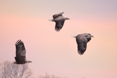 Sunset flight