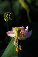 The flower which tells a summer end : 花終