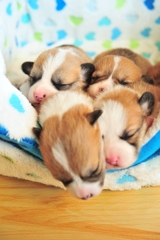 眠りたもう