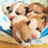 眠りたもう