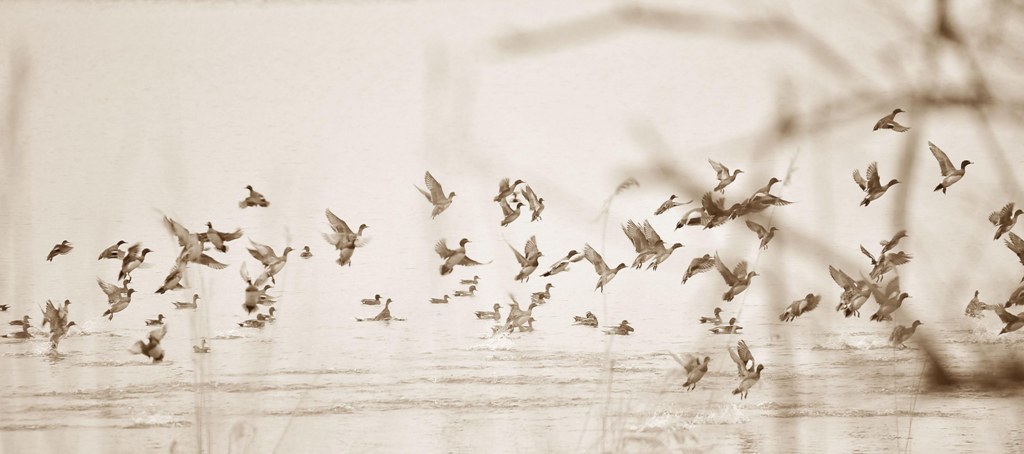 Flight of water birds : 水鳥たちの飛翔