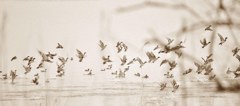 Flight of water birds : 水鳥たちの飛翔