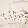 Flight of water birds : 水鳥たちの飛翔