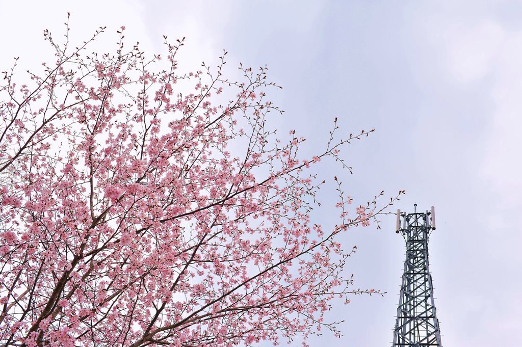 花曇りの満開桜　鉄塔添え