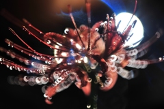 恋する彼岸花
