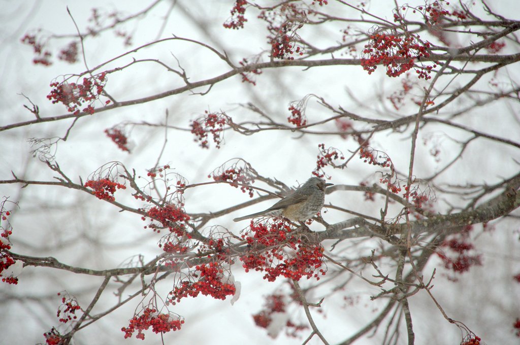 Winter scenery　５