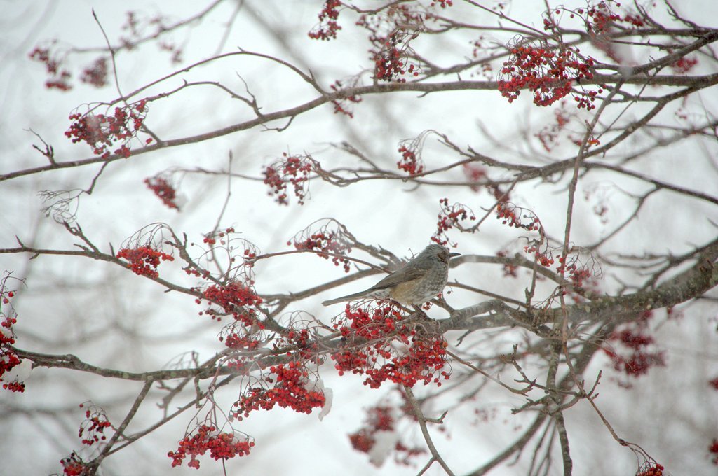 Winter scenery　５