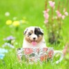 はーはー