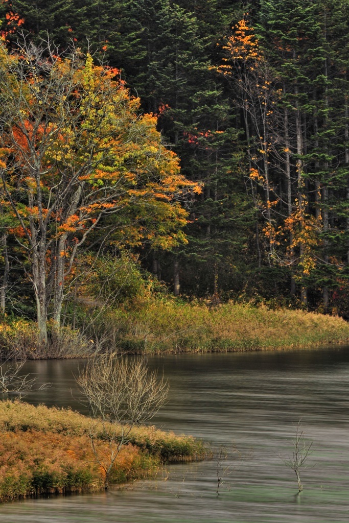 秋の水彩画