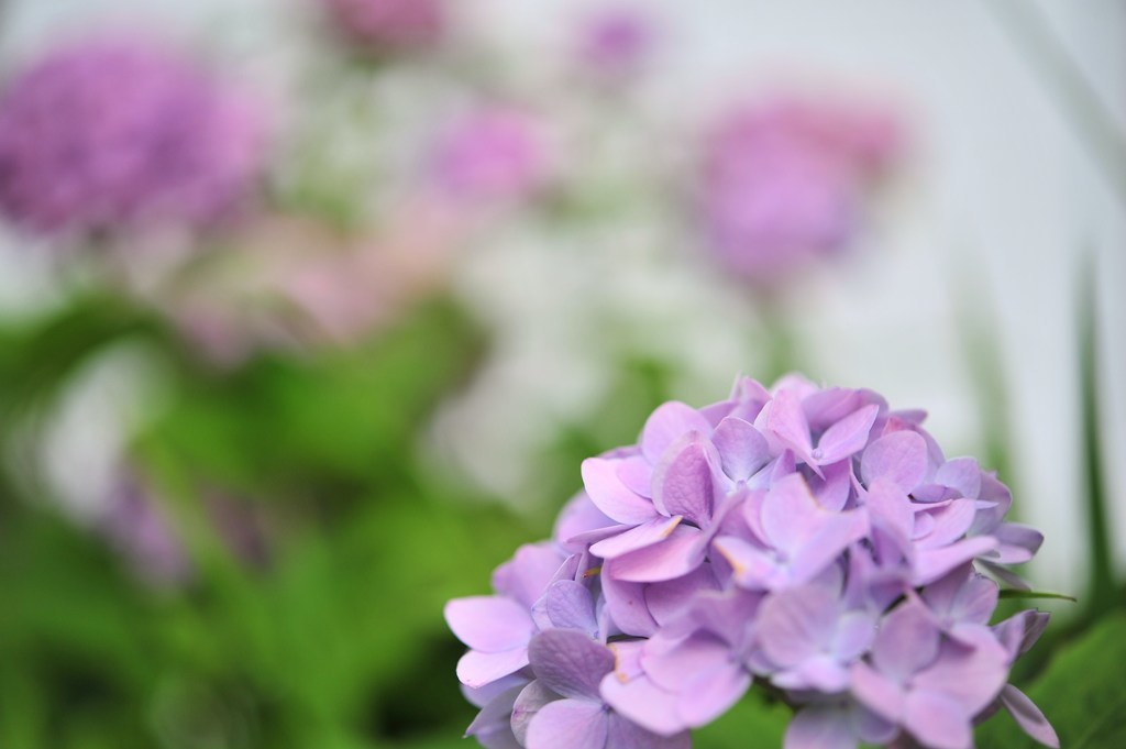 遅咲き紫陽花