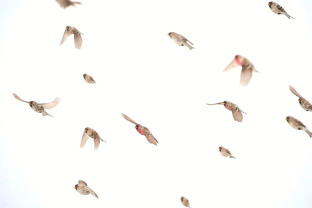 Flying dance