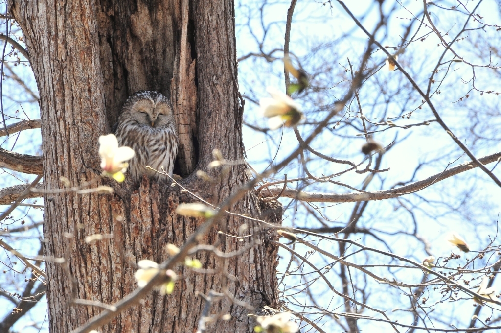 長閑也や春の空 ：　エゾフクロウとコブシ