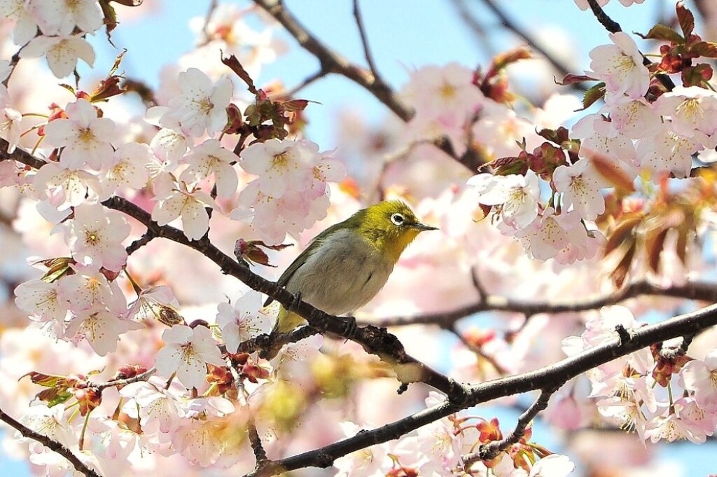 Cherry blossom promenade in March