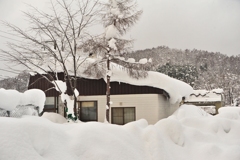 忌々しい雪とエゾシカ