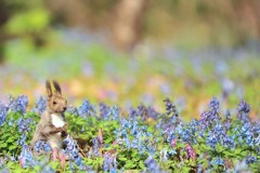 ぼくのスプリングエフェメラル