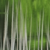 Mischief of forest