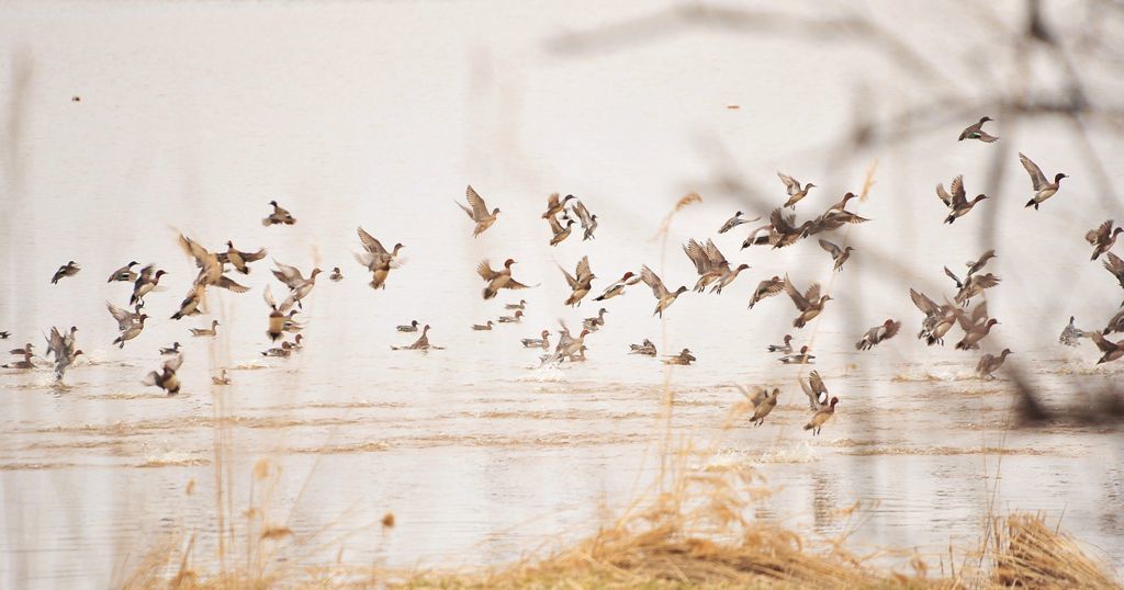 Flight of water birds : 水鳥たちの飛翔