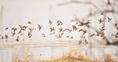 Flight of water birds : 水鳥たちの飛翔