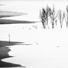 樹