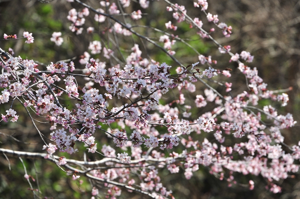 何ということもない庭の桜