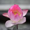 翳りゆく恋のモラトリアム