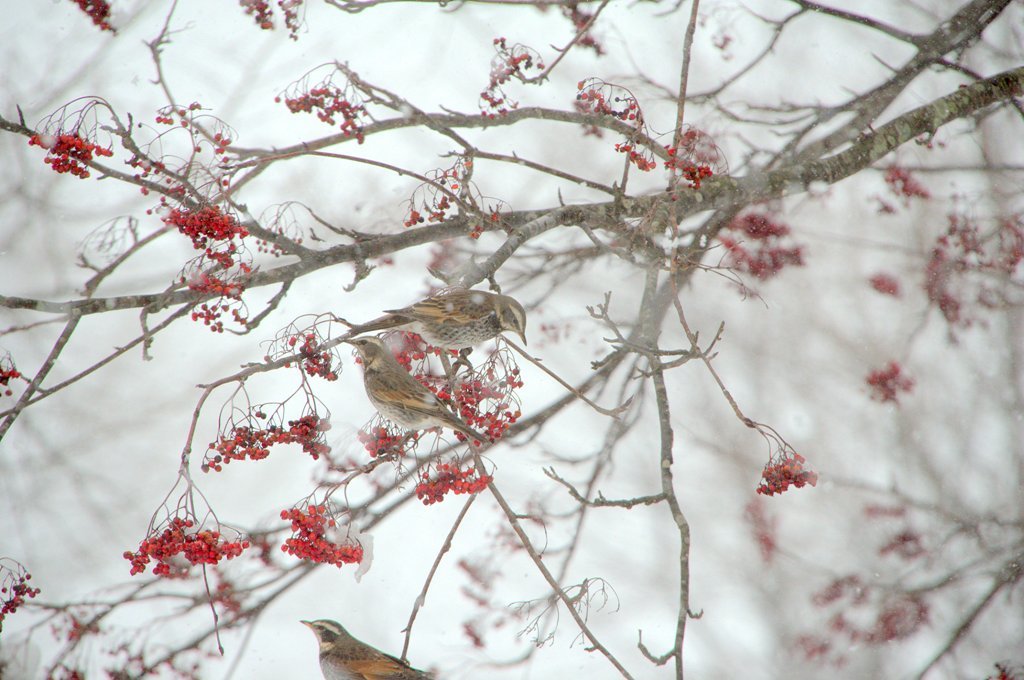 Winter scenery　６
