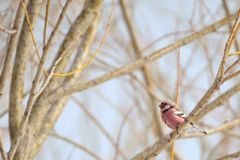 Spring Crimson