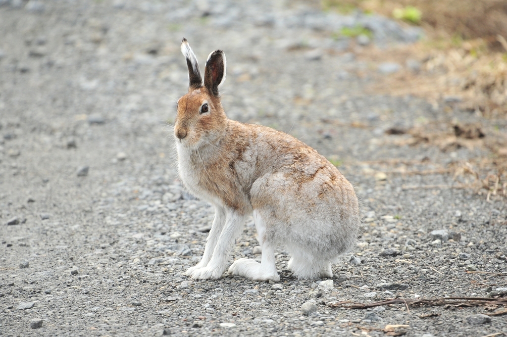 エゾユキウサギの"ユキちゃん"