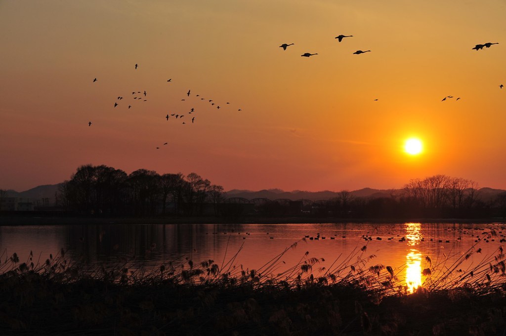 Return home of white-fronted geese